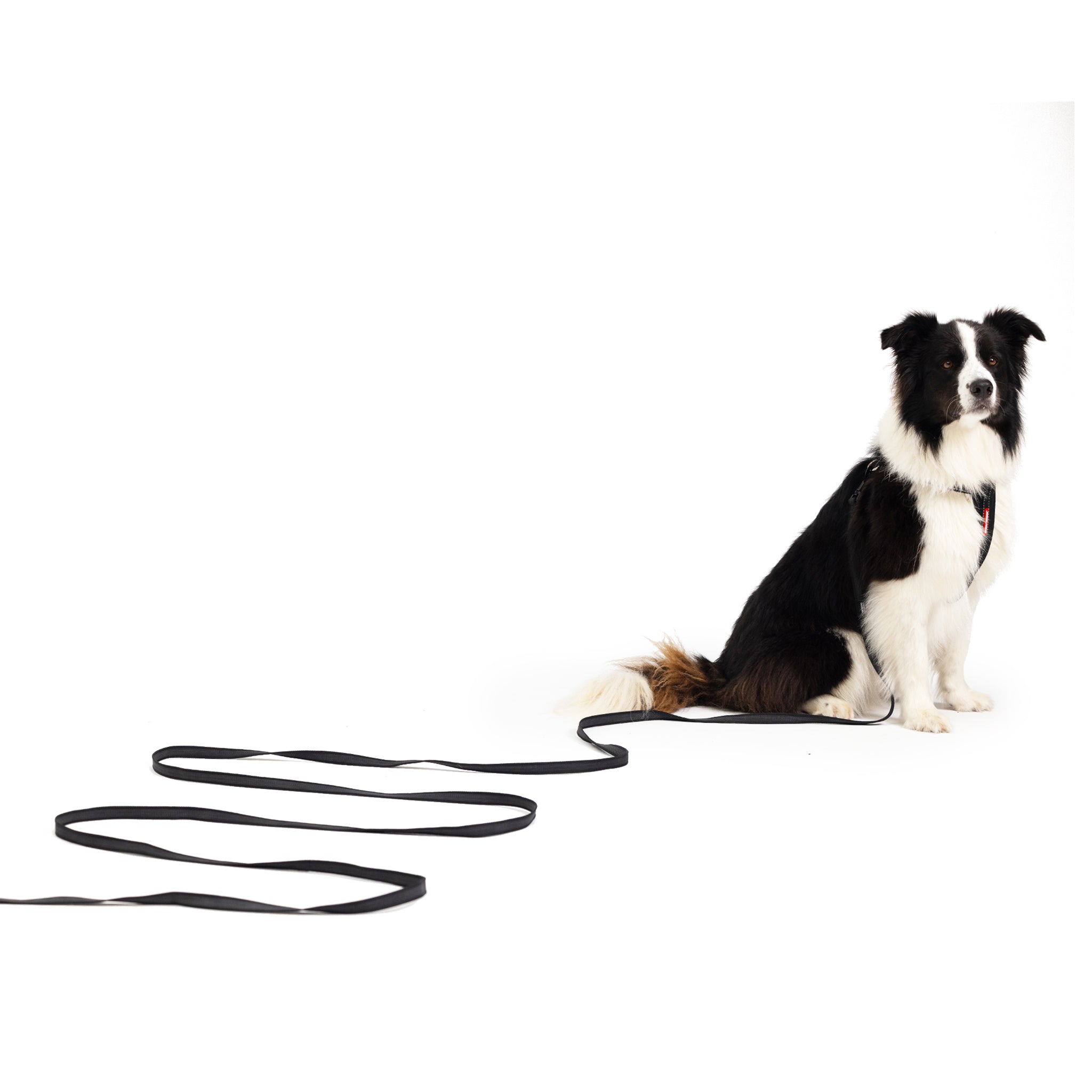 Border Collie with EzyDog Track N Train 5m Long Dog Lead – Leash for Training and Recall