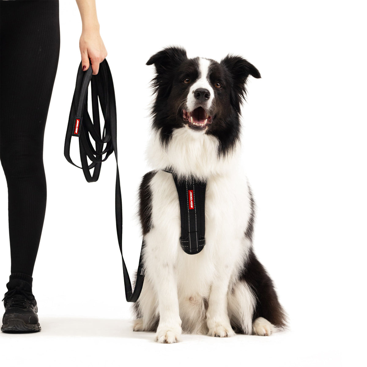Track N Train 5m Long Training Dog Lead