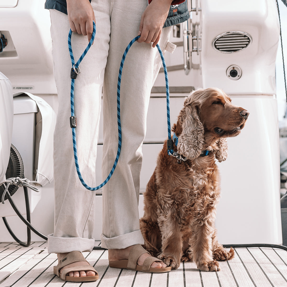 Brown dog with Marine Leash LITE
