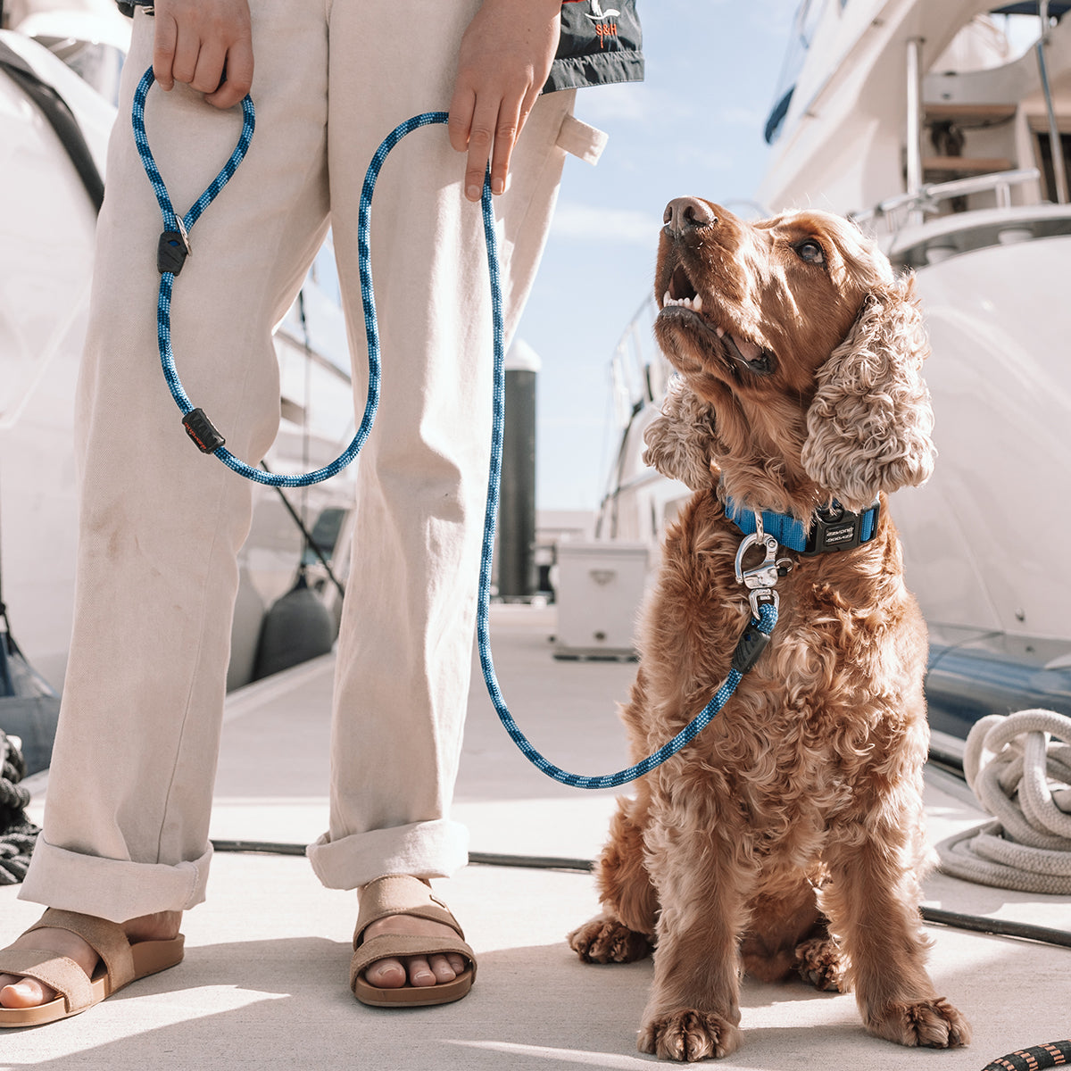 Brown dog with EzyDog Marine Leash LITE