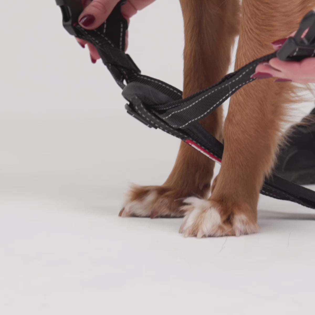 Chest Plate Harness Fitting video