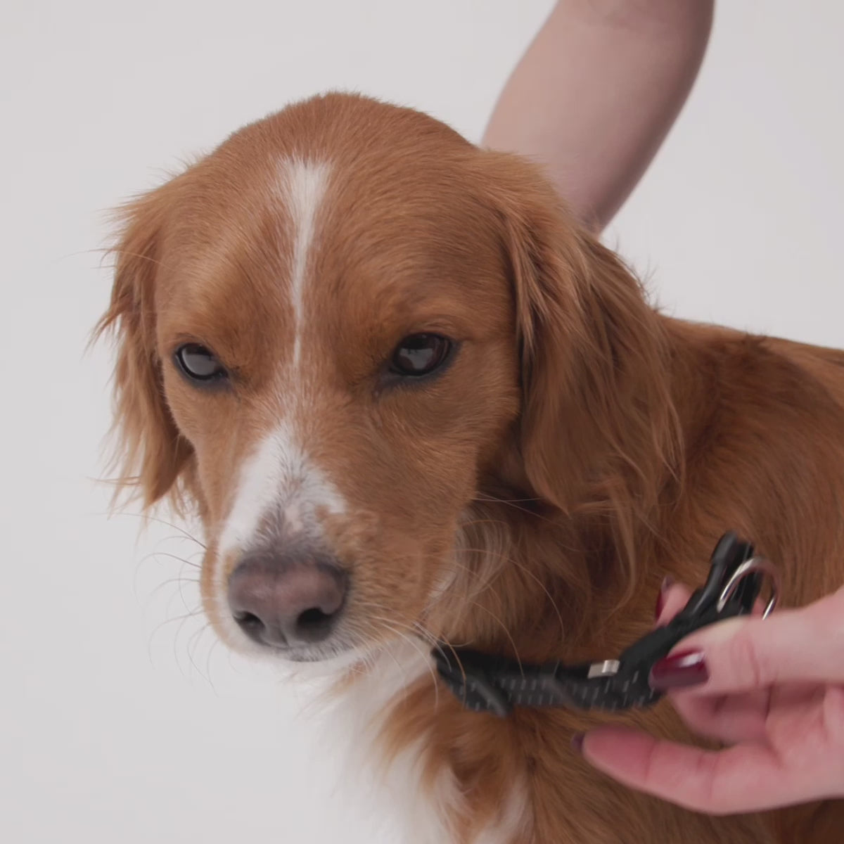 DoubleUp Collar Fitting video