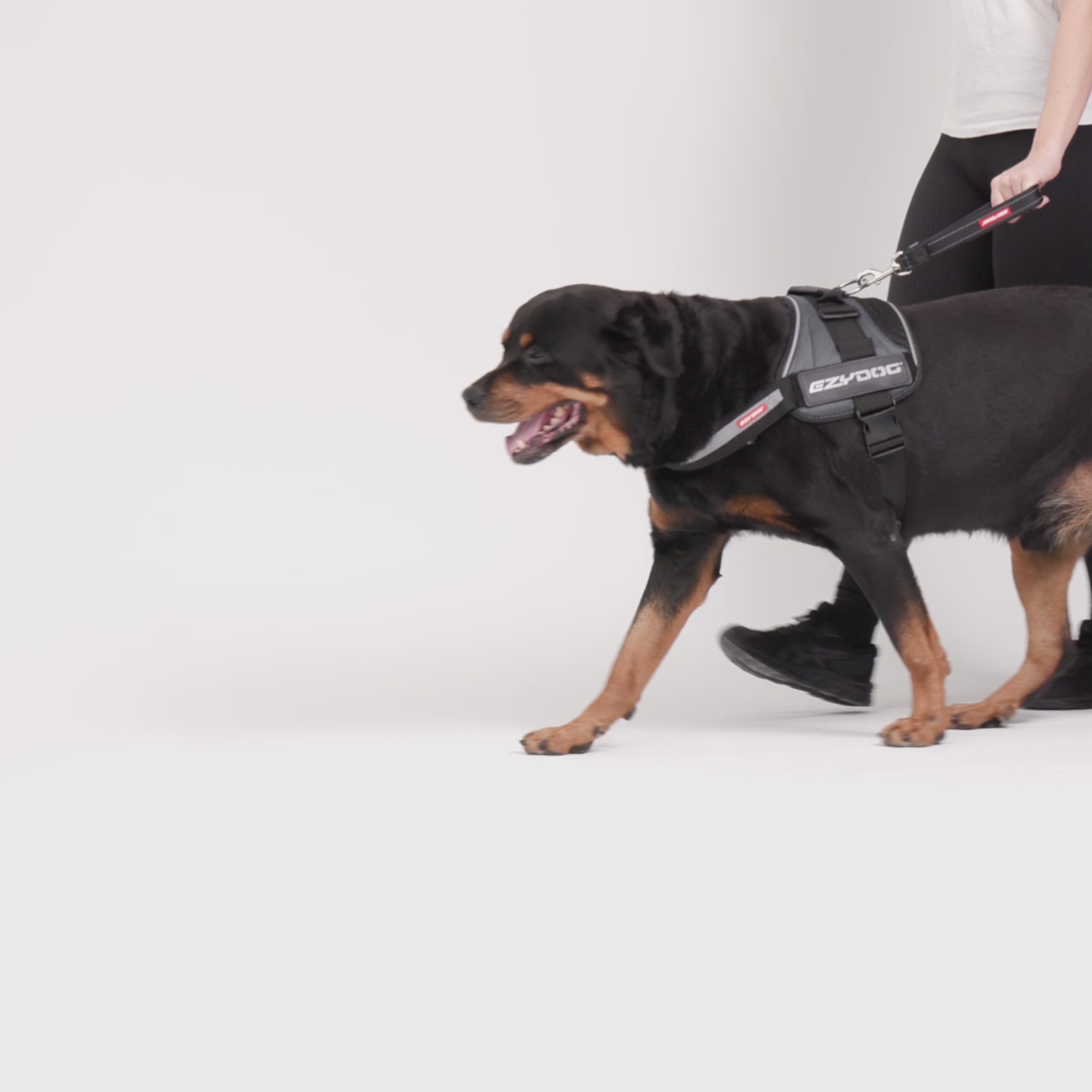 EzyDog Neo Mongrel in Black - video