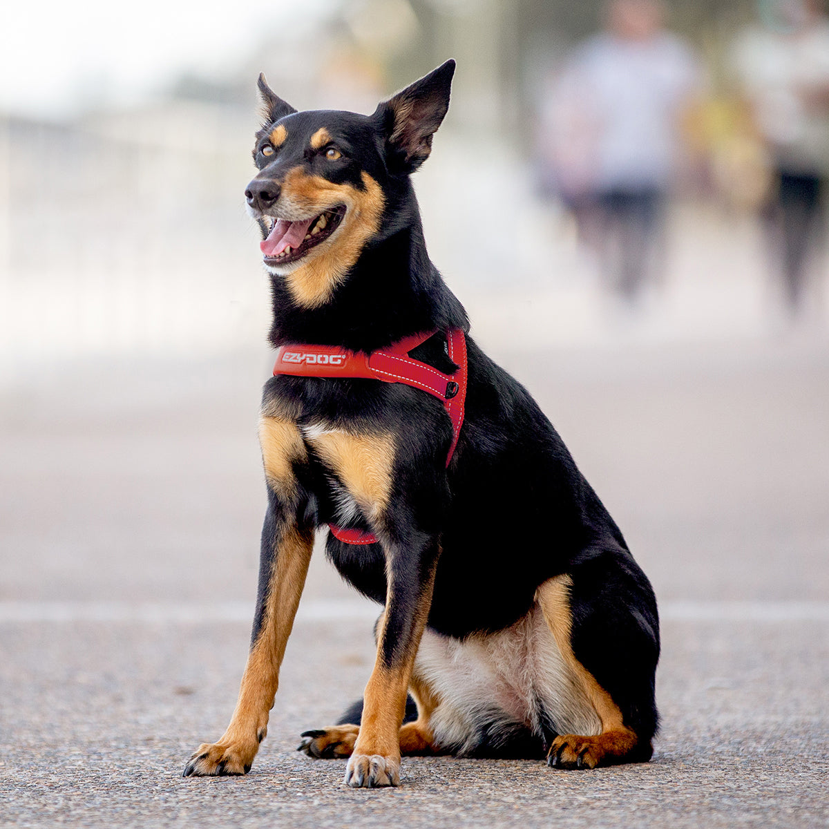 Australian Kelpie wearing red EzyDog Quick Fit Harness – Comfortable, Adjustable Dog Harness for Active NZ Dogs