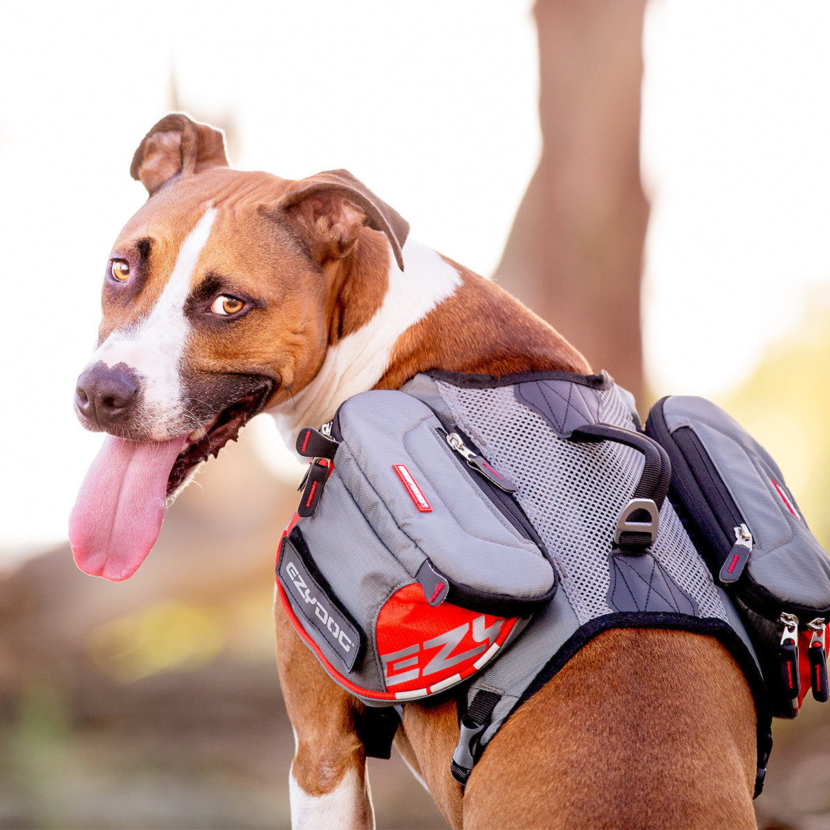 Dog with EzyDog Summit Backpack