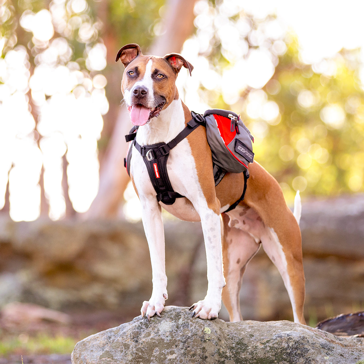 Dog with EzyDog Summit Dog Backpack