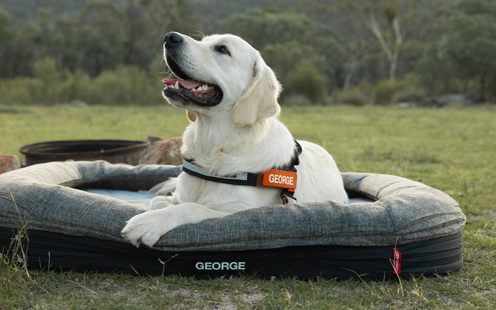 Best Dog Beds in New Zealand: Expert-Approved Buying Tips