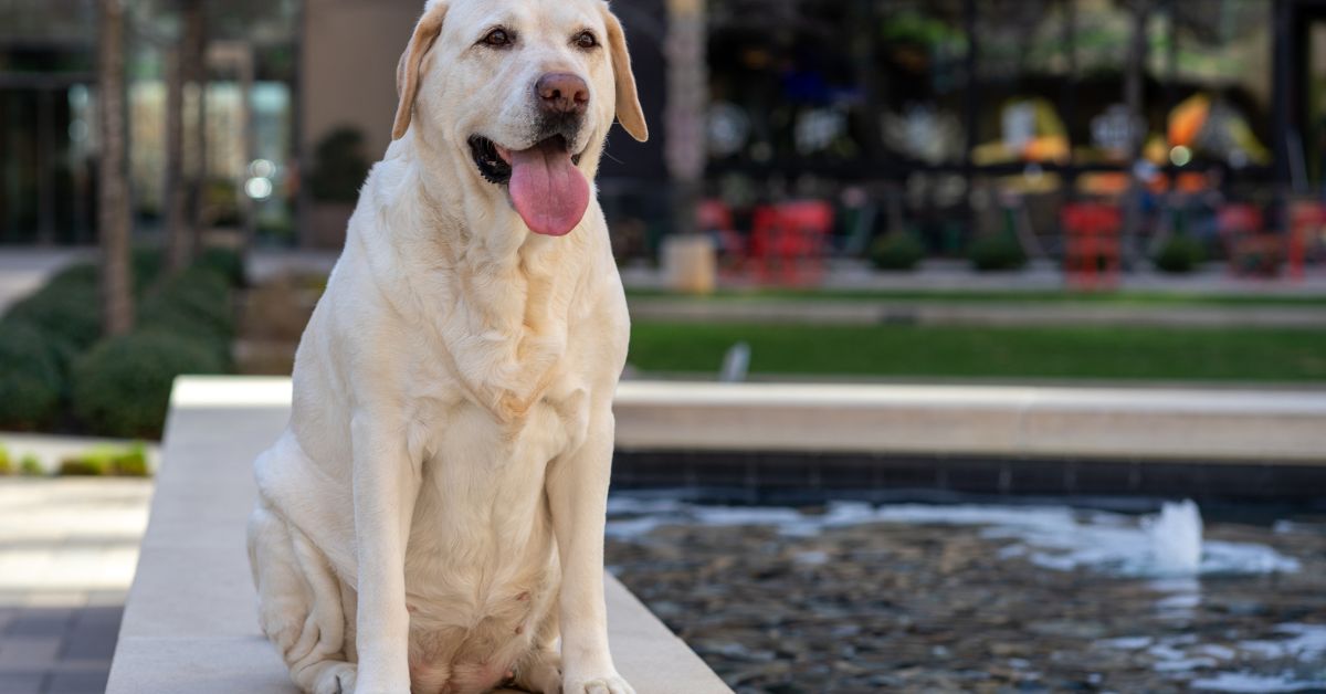 Choosing the Best Harness for Your Labrador Retriever