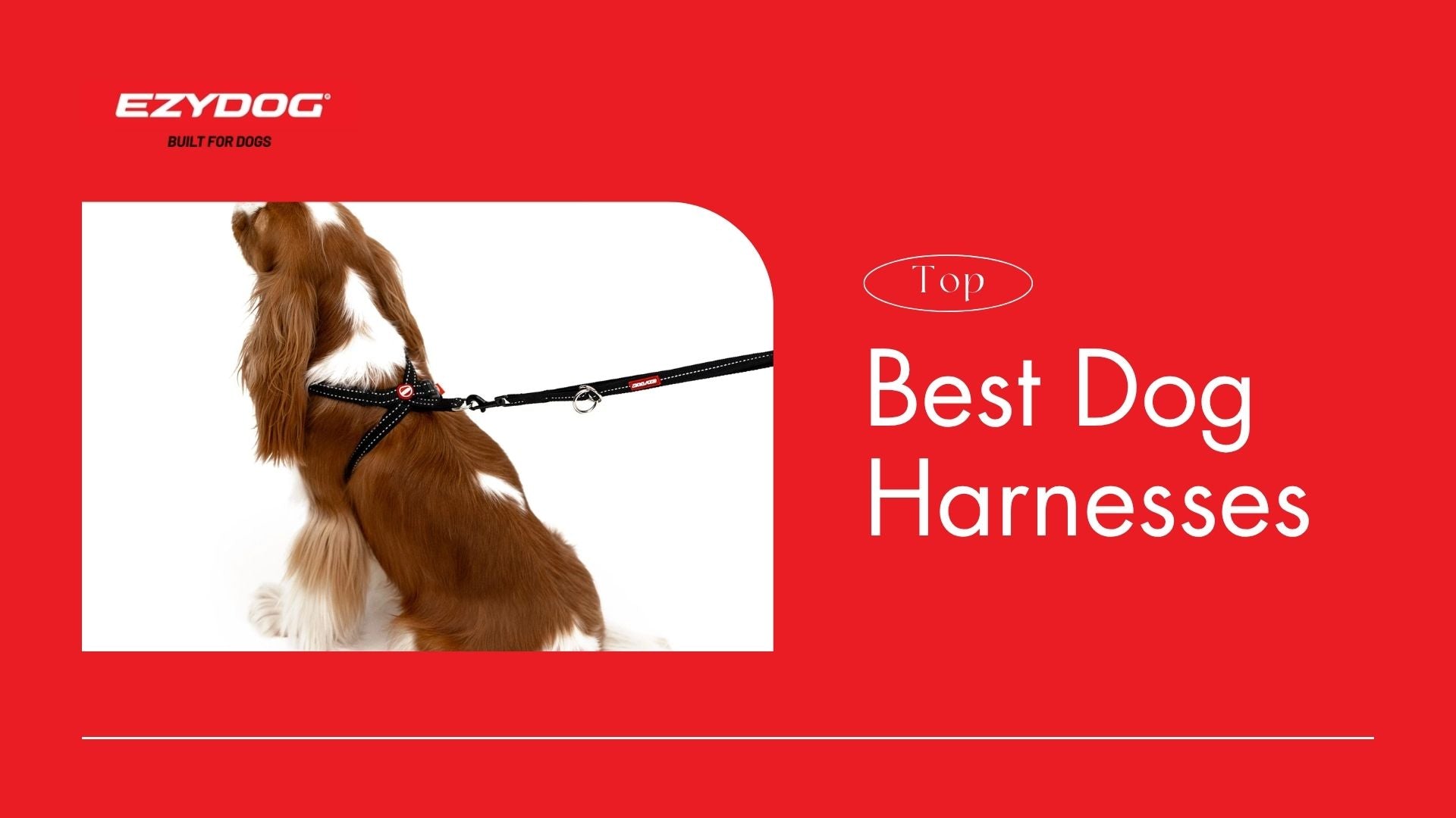 Best Dog Harness NZ – Top 10 Picks by EzyDog Owners