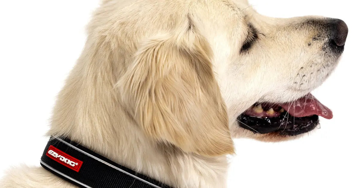 Best Dog Collars in NZ: Expert Picks (2025)