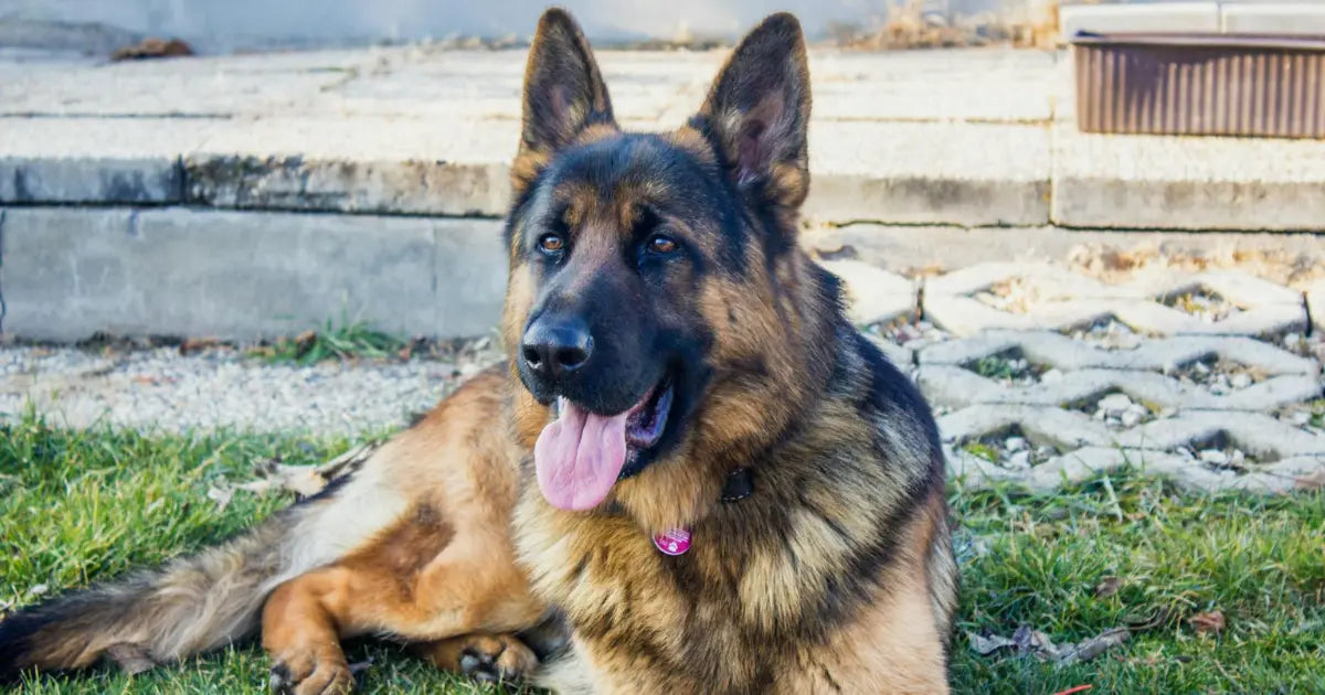 German Shepherd dog breed sitting and relaxing on the grassland
