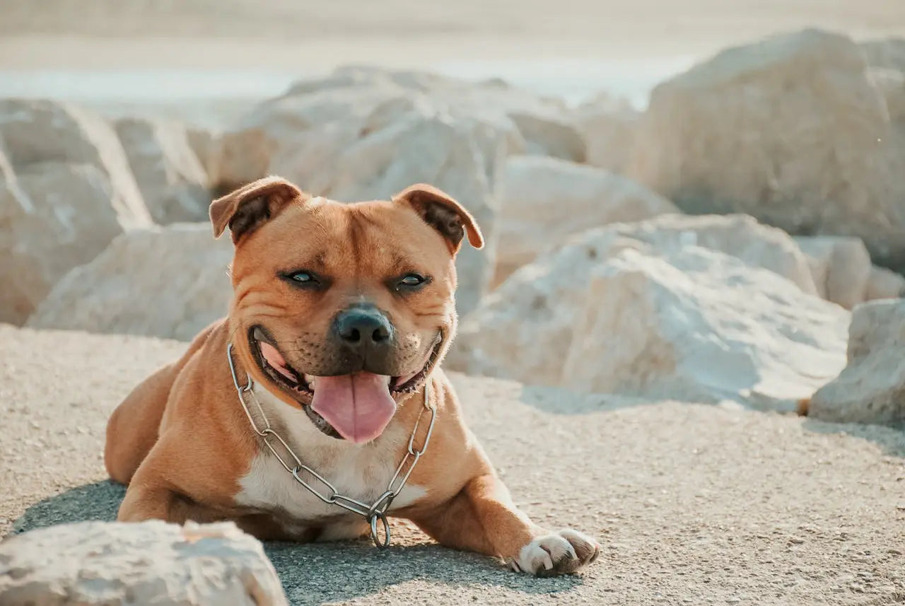 happy staffordshire bull-terrier on sunny beach