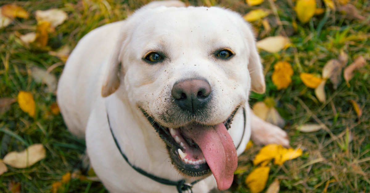 Stop Pulling: Training Your Labrador with a No-Pull Harness