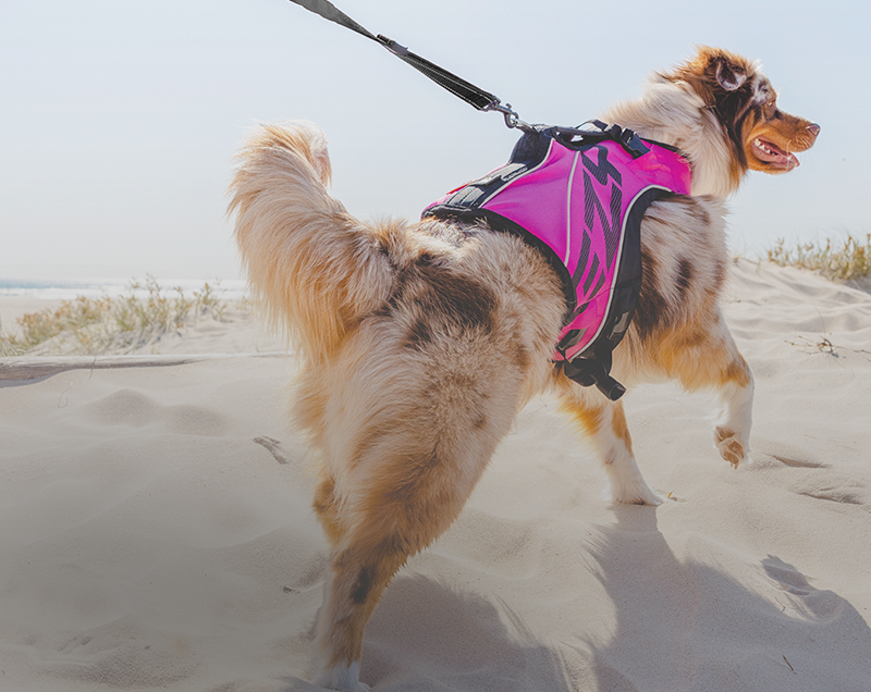 dog life jacket