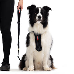 Drive Click Leash