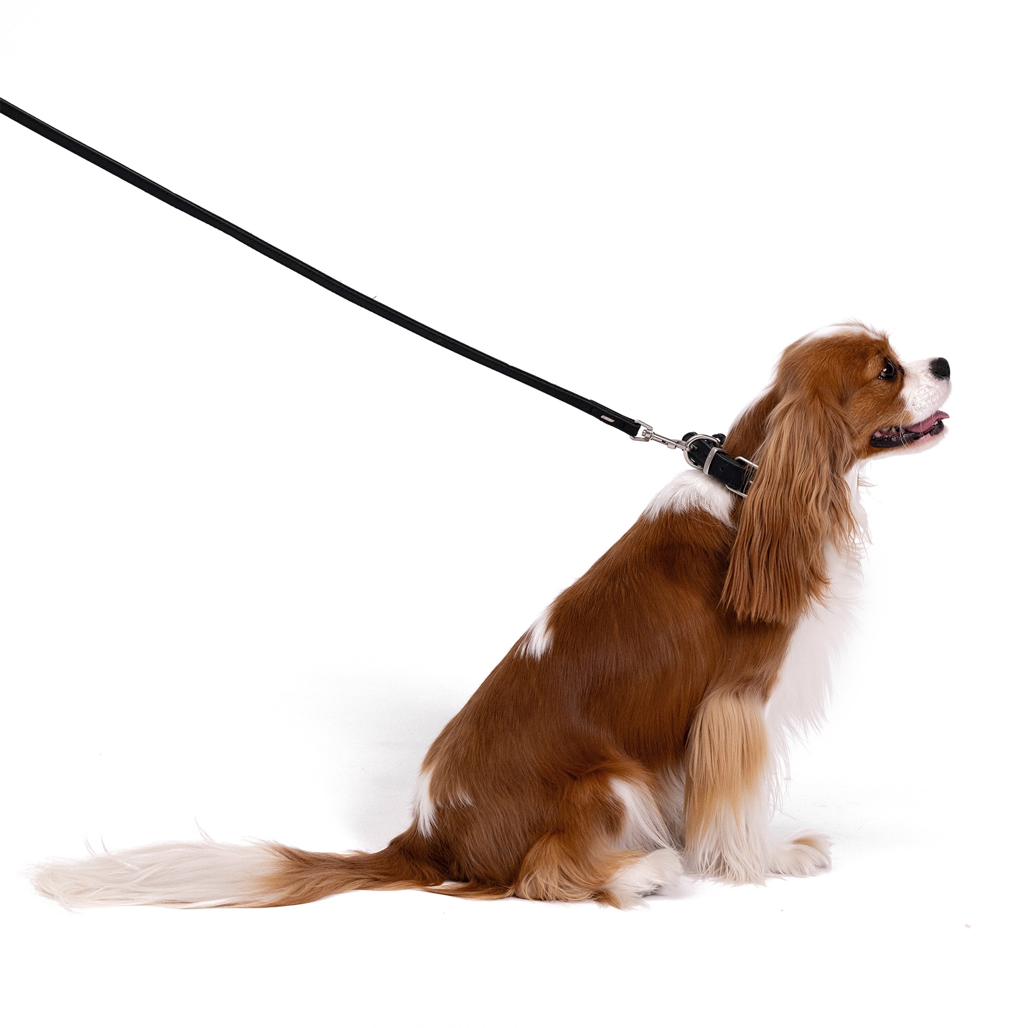 Oxford leather leash lite