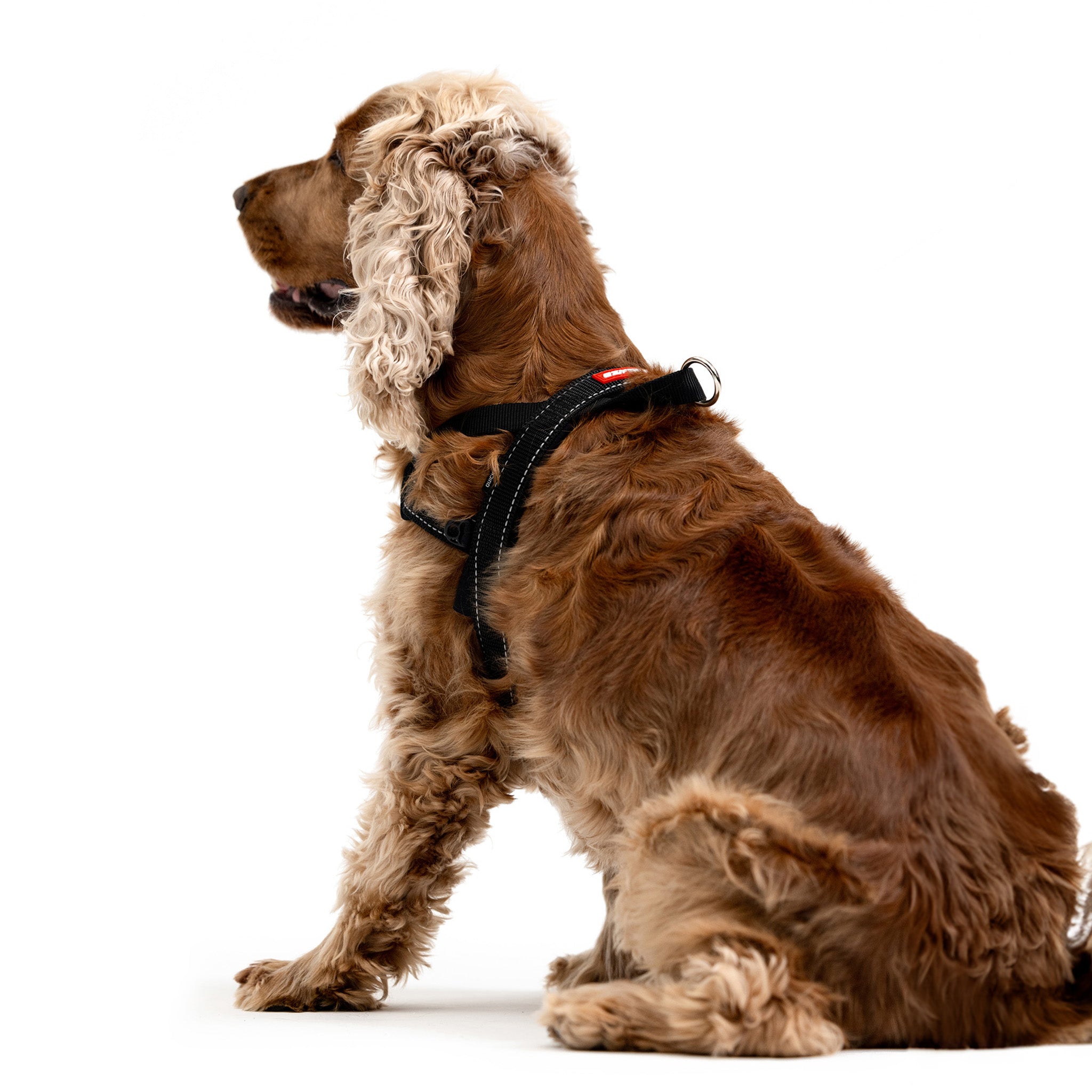 Quick Fit Dog Harness