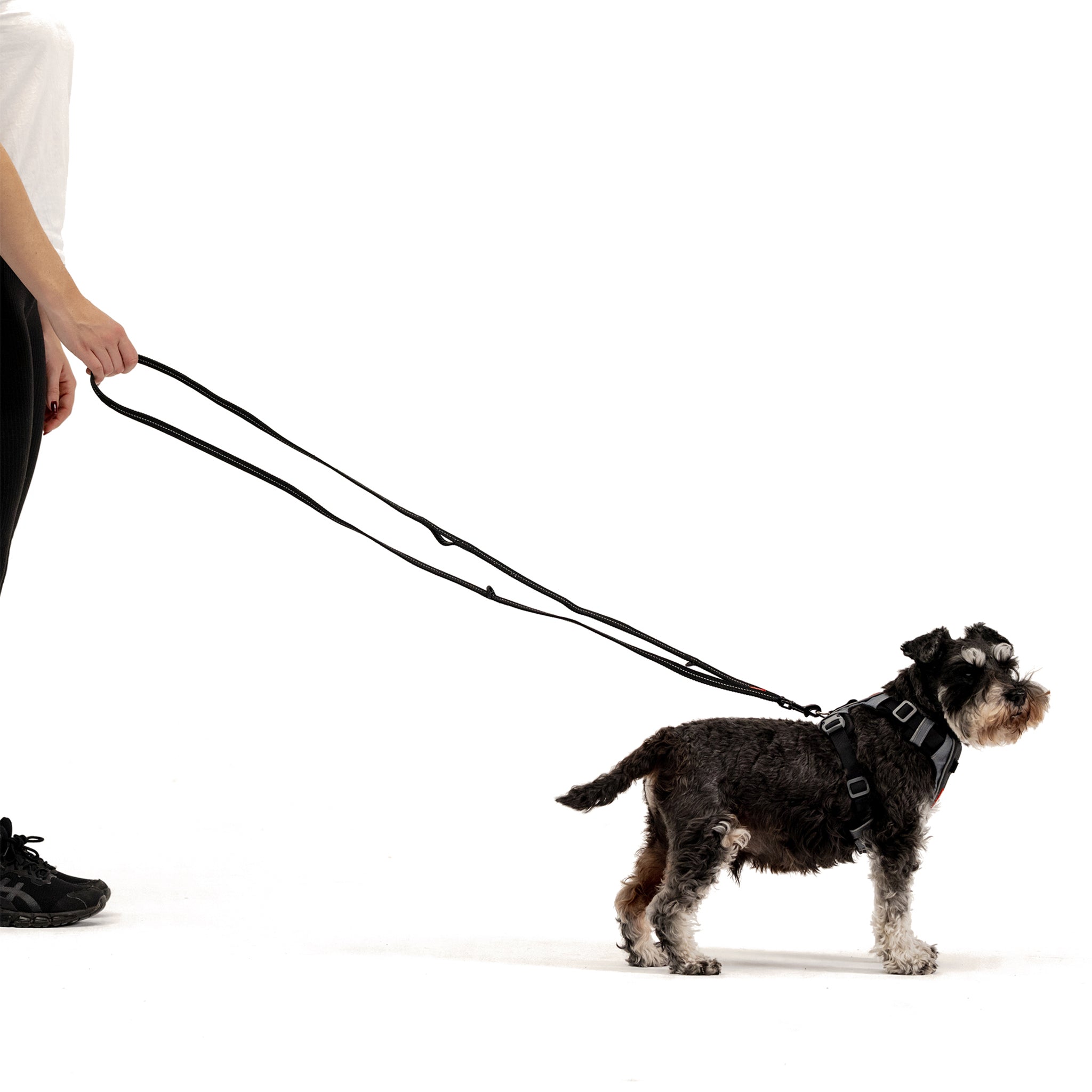 Small dog with EzyDog Vario 6 Multi-Function Leash LITE