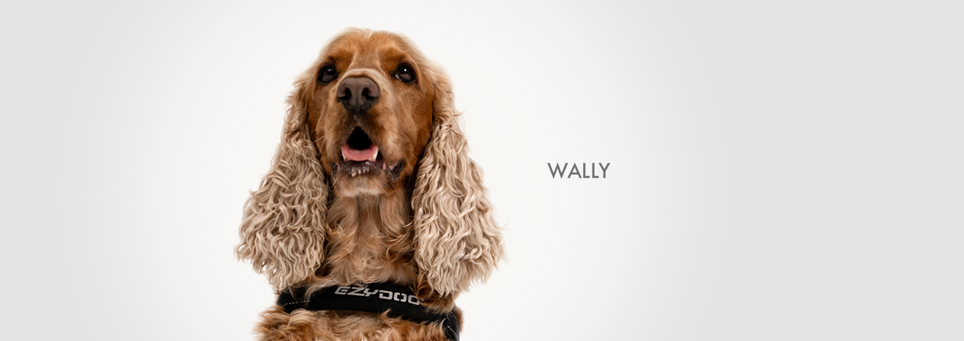 Cocker Spaniel named Wally in an EzyDog harness.