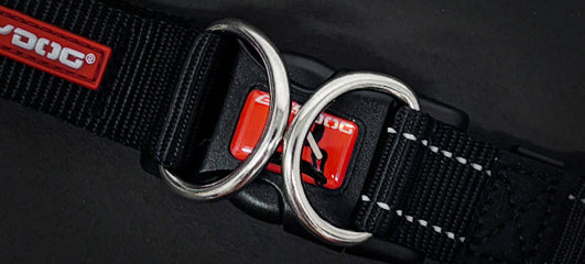 Double D-rings for extra leash attachment security.