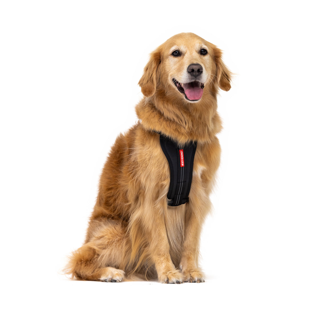 Essential Chest Plate Harness