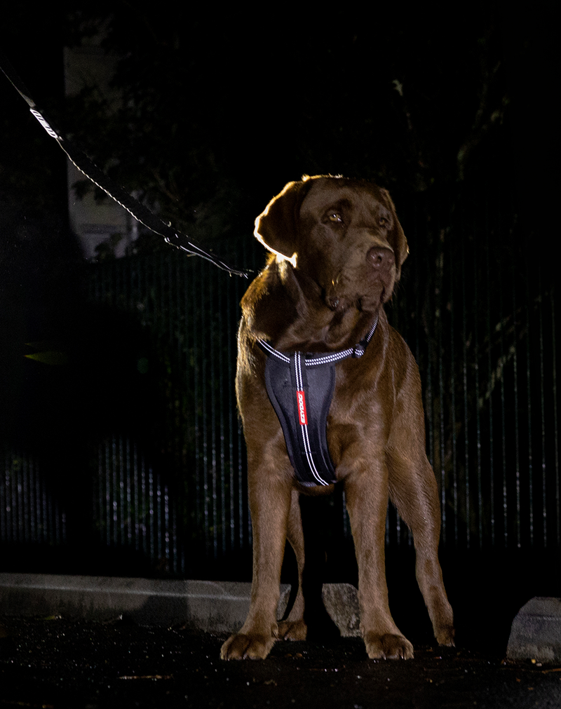 Reflective Walking Gear