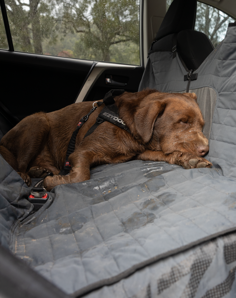 Car and Travel