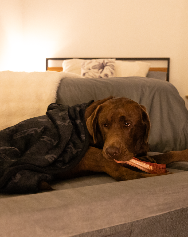 Orthopedic Dog Beds