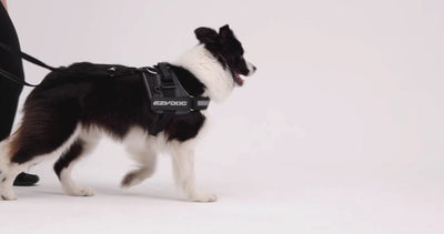 Demo video of EzyDog Convert Harness