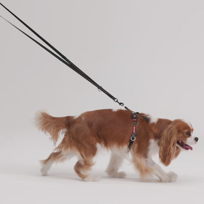 Vario 4 Multi-Function Leash LITE video