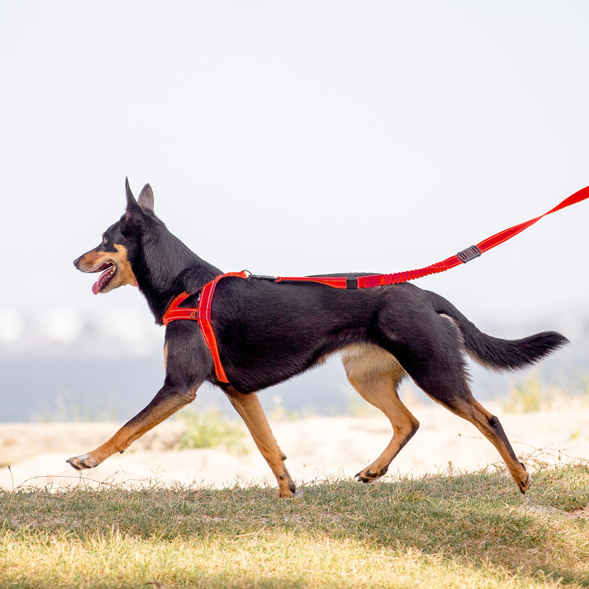 Quick Fit Harness - Camo