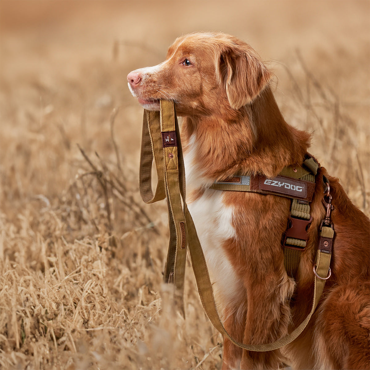 Vario 4 Multi-Function Leash - Denim